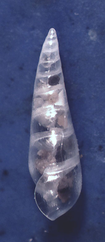 Eulimidae da identificare